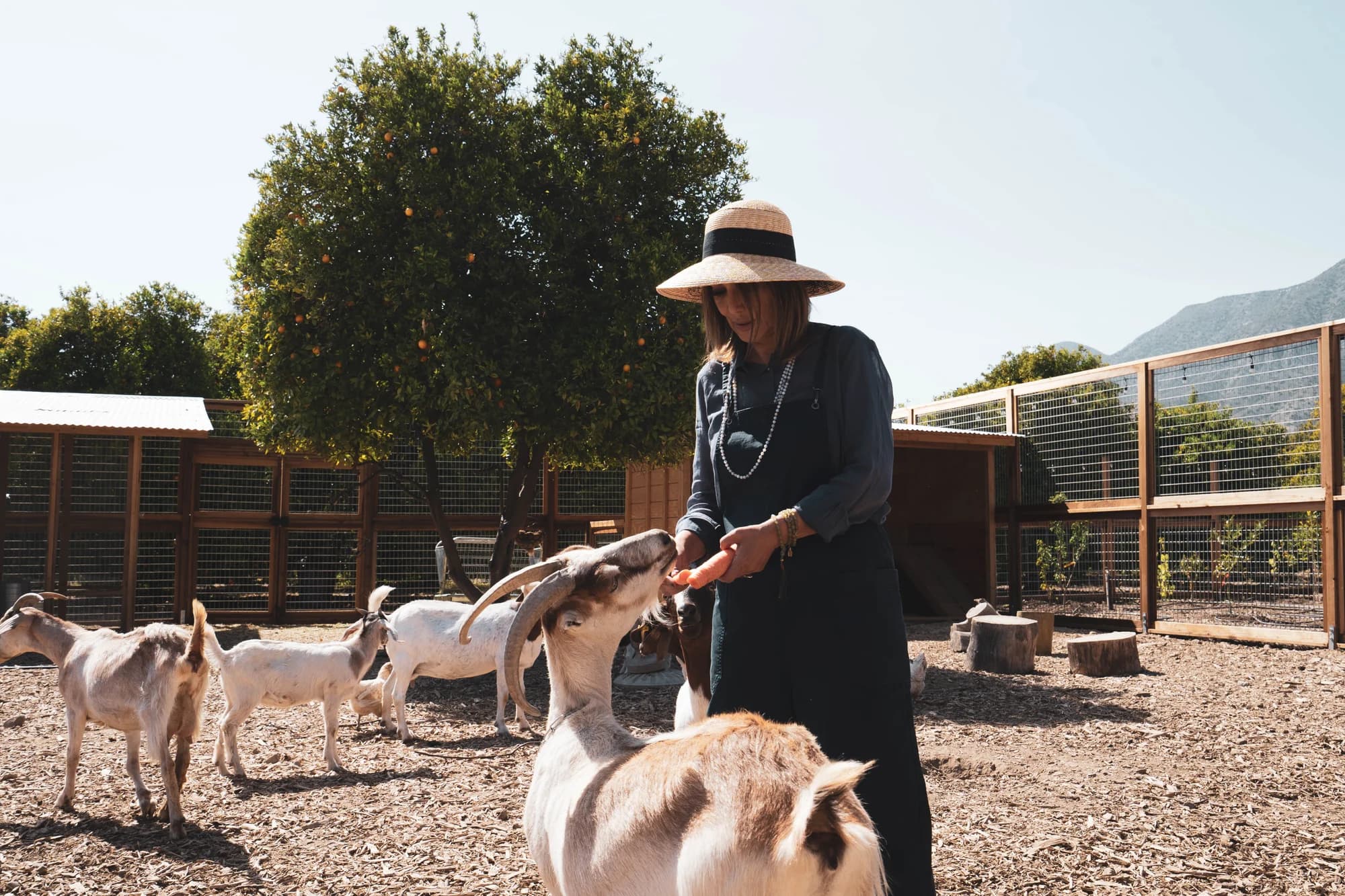 Woman feeding goats at a farm