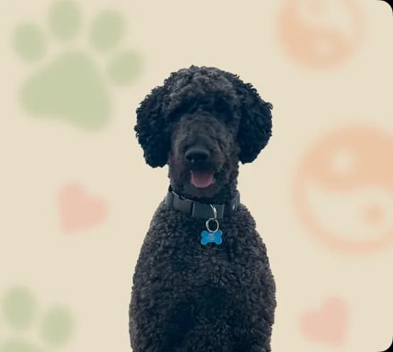 Black dog portrait on a soft patterned background