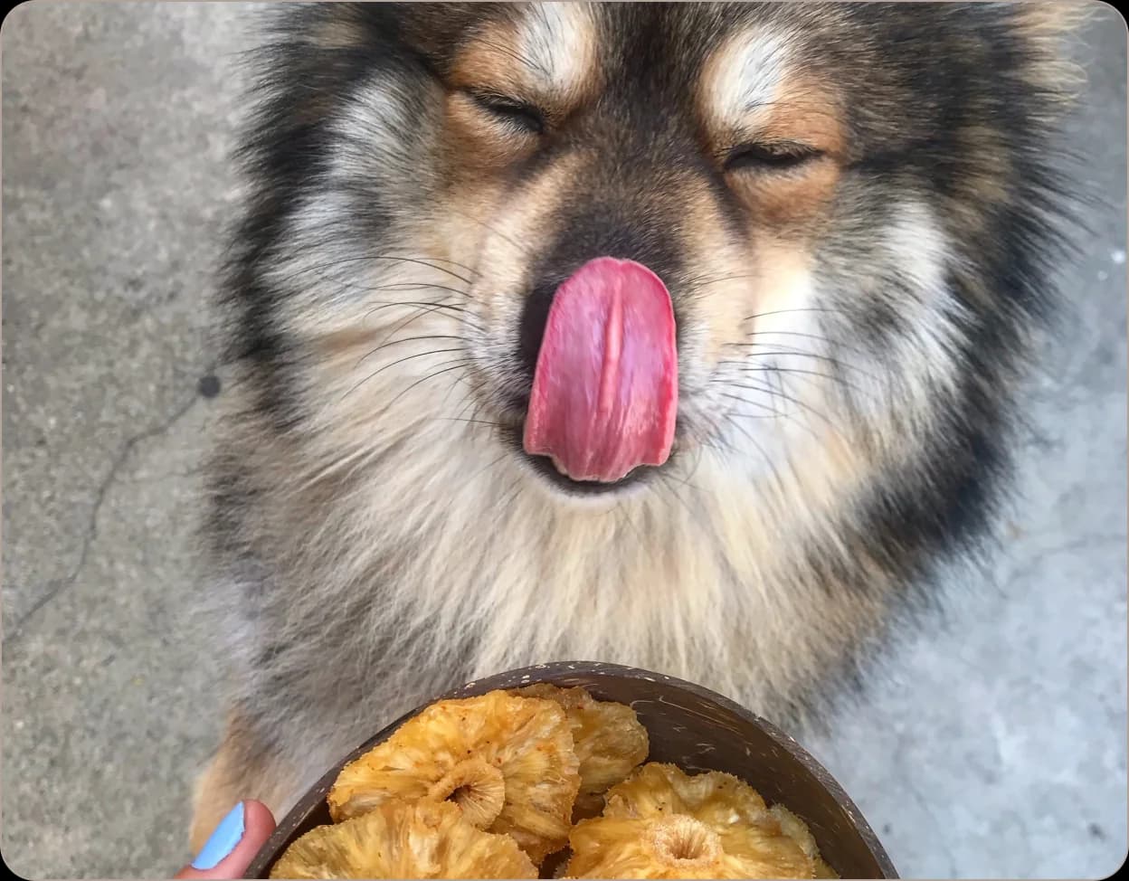 Dog enjoying food from a bowl